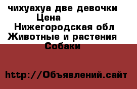 чихуахуа две девочки › Цена ­ 9 000 - Нижегородская обл. Животные и растения » Собаки   